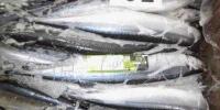 进口三陆产秋刀鱼批发指南 70尾10kg鲜活水产品采购优势