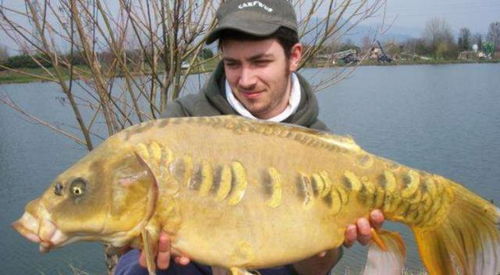 鸭子治鱼 美国鲤鱼泛滥的创新生态对策与水产市场影响