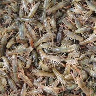 青虾批发 16元/斤价格优势下的日用百货销售新机遇