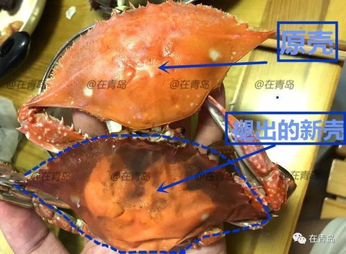 你需要收藏的挑螃蟹攻略 从市场到餐桌的选蟹秘籍